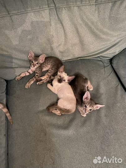 Ориентальные котята