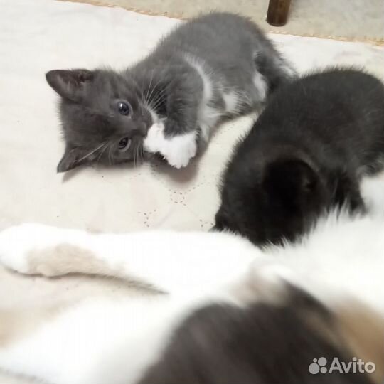 Котята котики