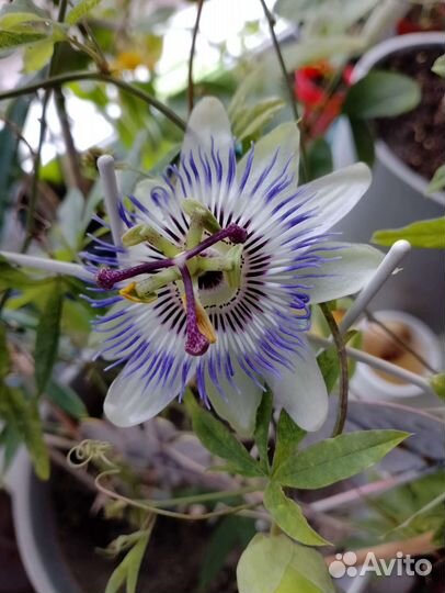 Пассифлора маракуйя
