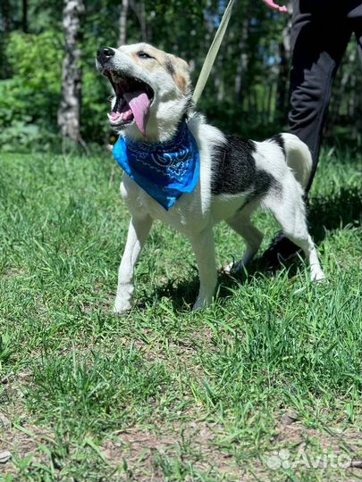 Супра ищет дом