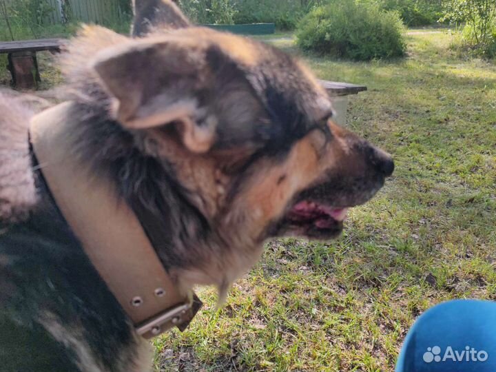 Собака найдена