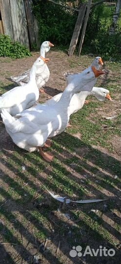 Холмогорские ч п гуси