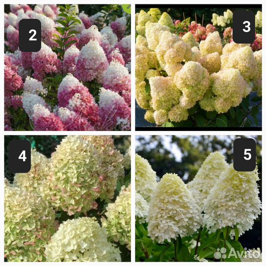 Гортензия метел.Полар Бир(Полярный медведь) и др