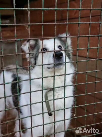 Крупный, красивый, умный пёс угасает в приюте