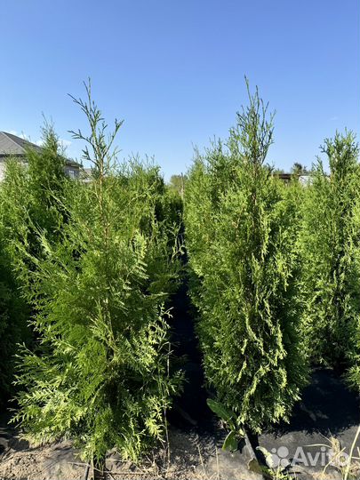 Туя колумна