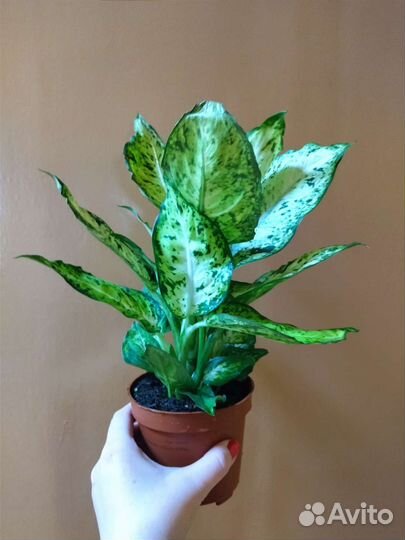 Диффенбахия Ами