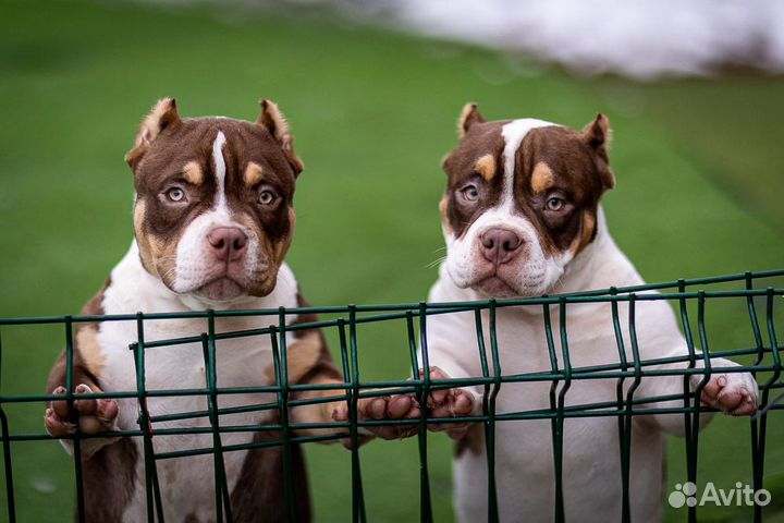 Американский Булли