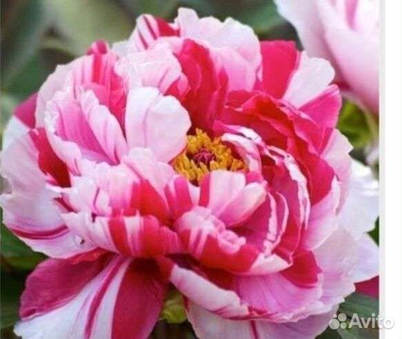 Пионы древовидные и гибриды