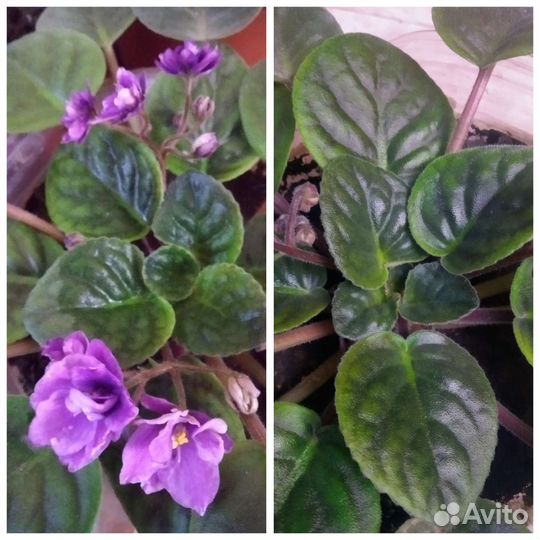 Фиалка в горшках