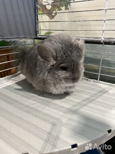 Шиншилла ангора голубая самка