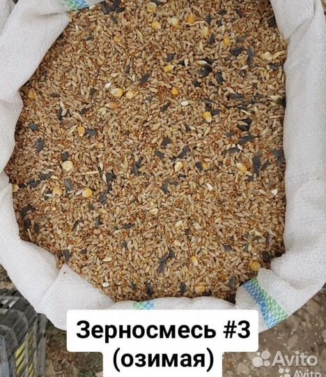 Зерносмеси, пшеница, кукуруза, просо, ячмень