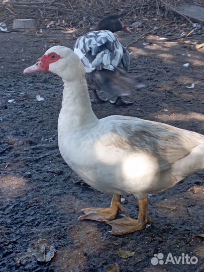 Индоутки тяжелой линии