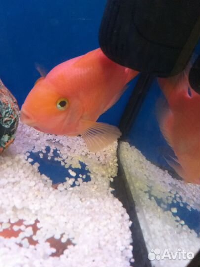 Рыба цихлида попугай