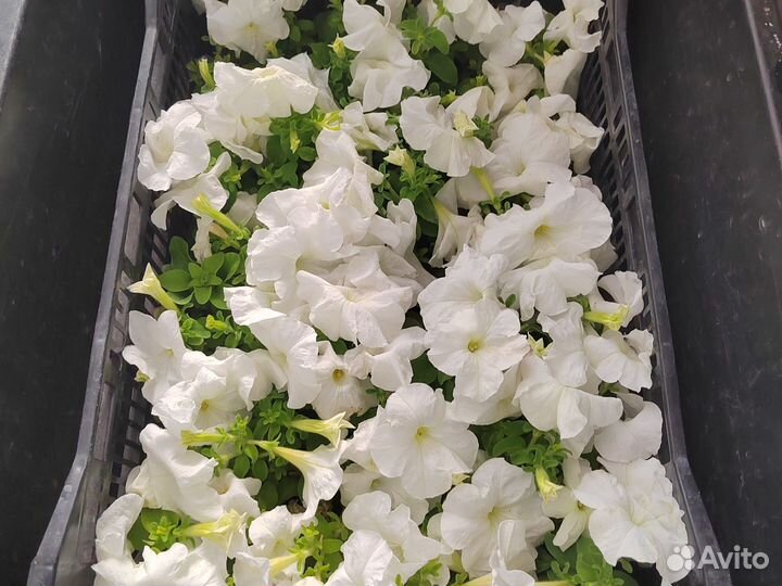 Рассада цветов