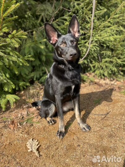 Помесь немецкой овчарки