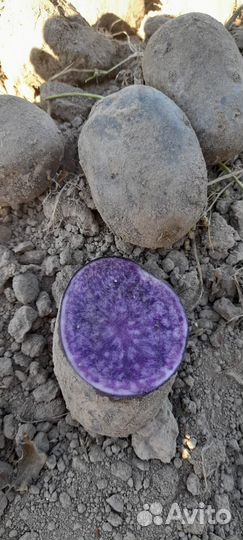 Фиолетовый картофель 