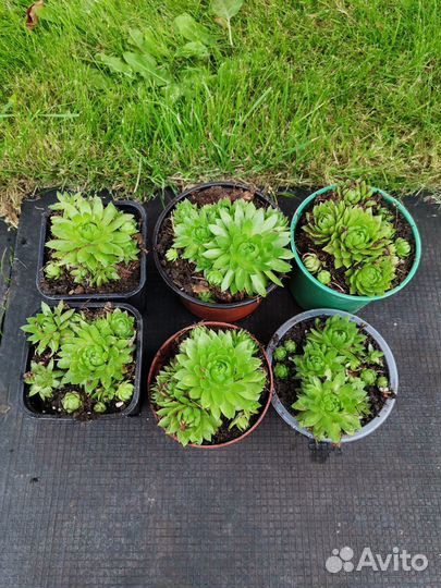 Каменная роза уличная, молодило, суккулент