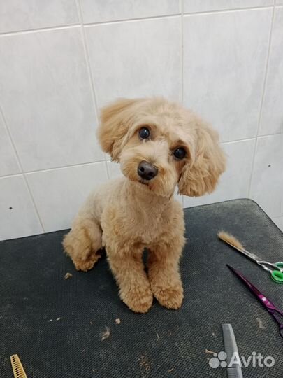 Стрижка собак, Экспресс линька для Хаски