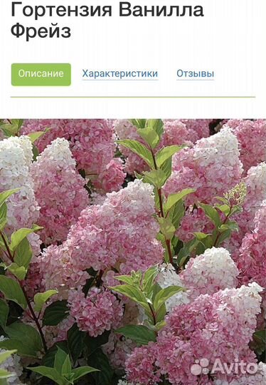 Гортензия метельчатая