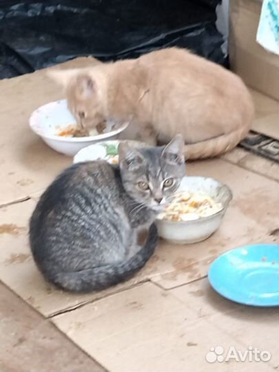 Котята в добрые руки даром