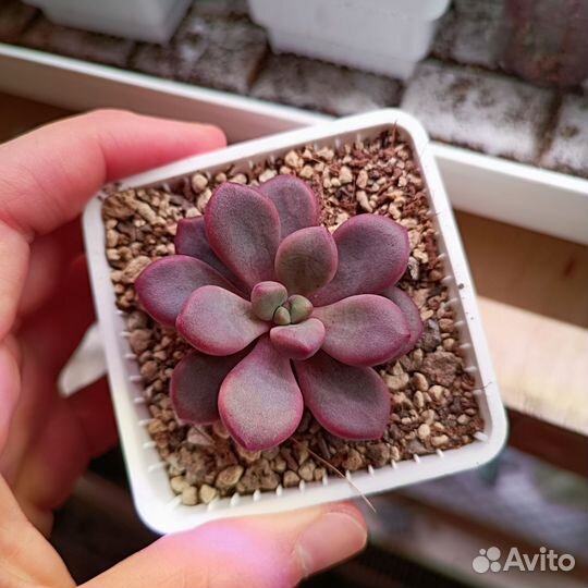 Суккуленты эхеверии 9