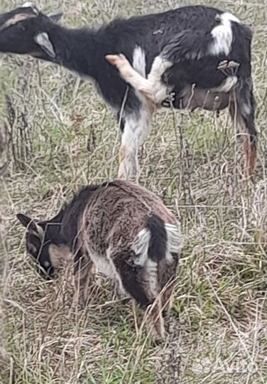 Камерунская коза дойная с козочкой