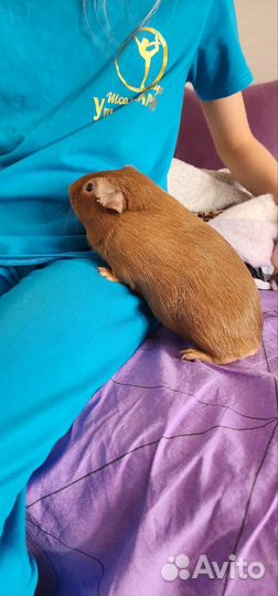 Морская свинка английский селф