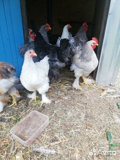 Петух породы Брама