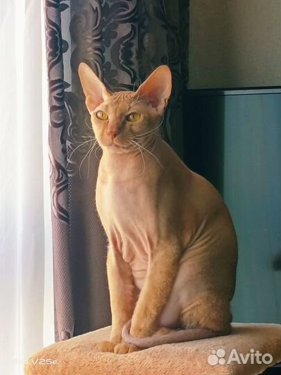 Кот Сфинкс