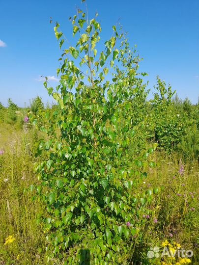 Саженцы березы, осины