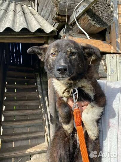 Кай ищет дом