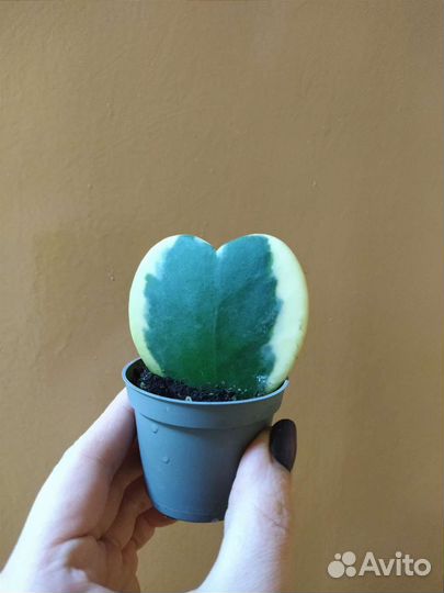 Хойя Керри / Hoya Kerrii