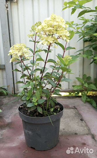 Гортензия метельчатая самарская лидия