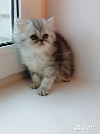 Персидские котята
