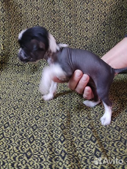 Мини Китайчата