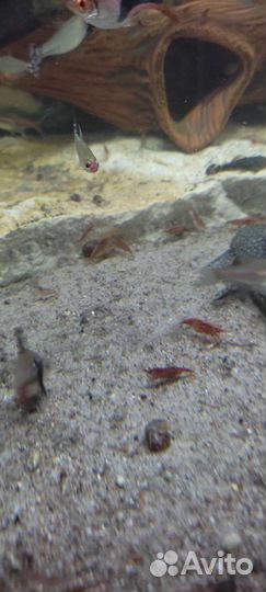 Рыбки креветки