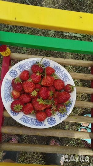 Рассада клубники в одноразовых стаканчиках