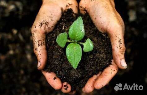 Перегной коровий, конский, торф, чёрнозем, навоз