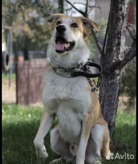 Солнечный пёс в добрые руки