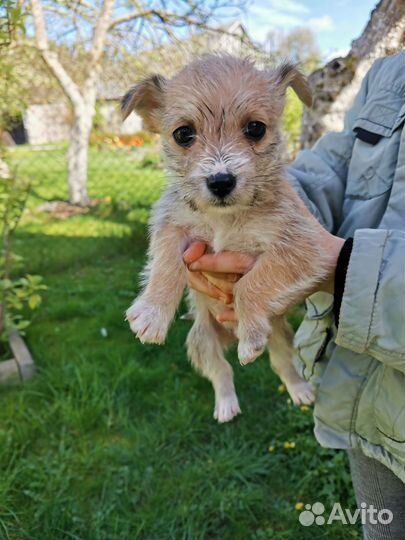 Собака в добрые руки отдам бесплатно