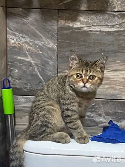 Кот в добрые руки
