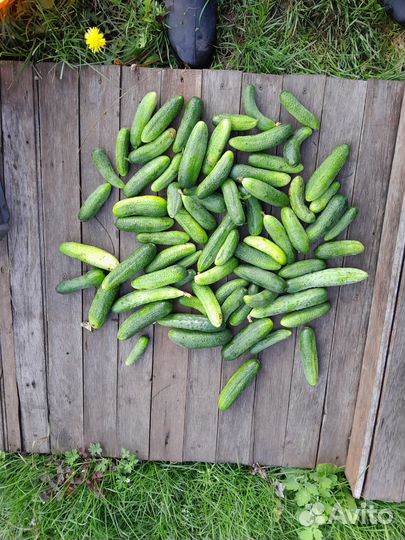 Огурцы свежие