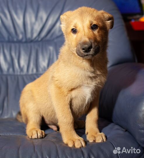 Щенок в дар мальчик