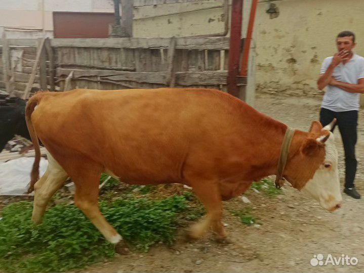 Корова на мясо
