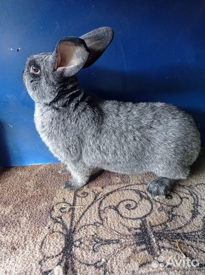 Полтавское серебро, нзк и нзб