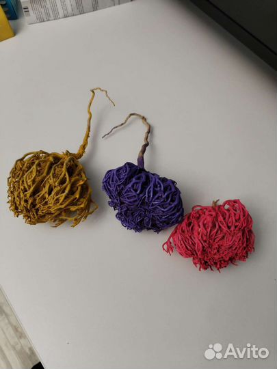 Комнатные растения цветы