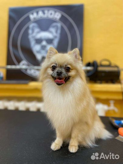 Шпиц девочка вязка