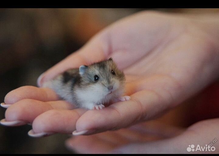 Джунгарский хомяк