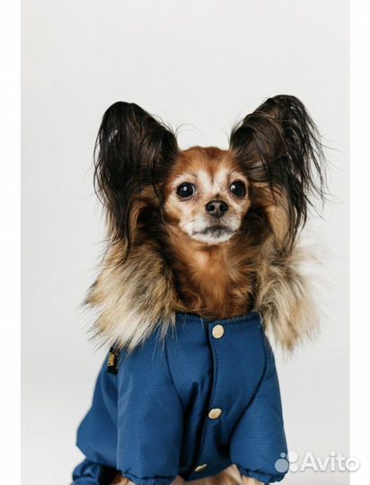 Комбинезон для маленькой собаки зима