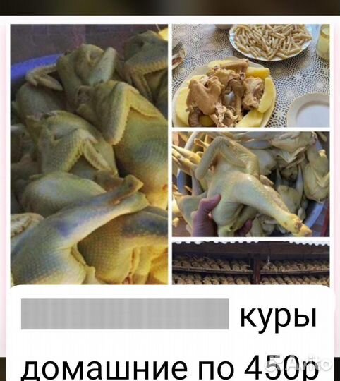 Куры домашние